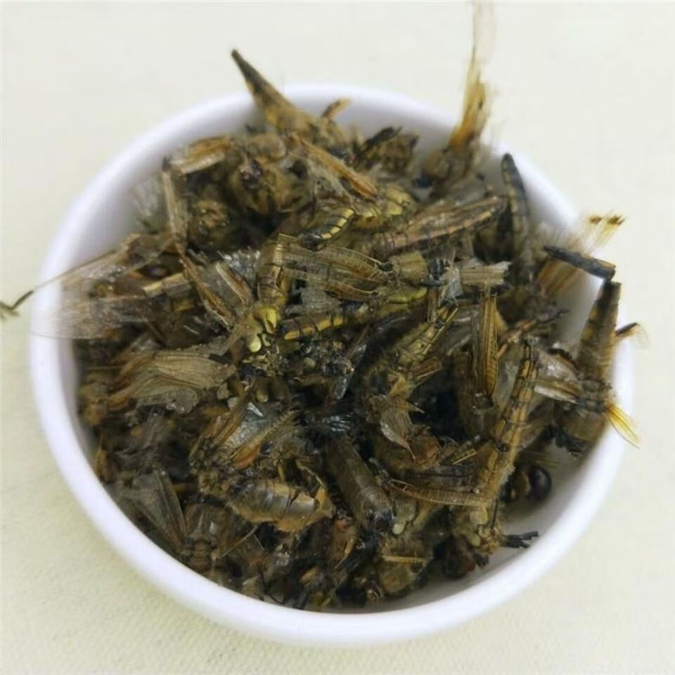 Dragonfly (Anisoptera) Dried Edible Insect — 500g Food-Grade Whole Dragonflies specifications
