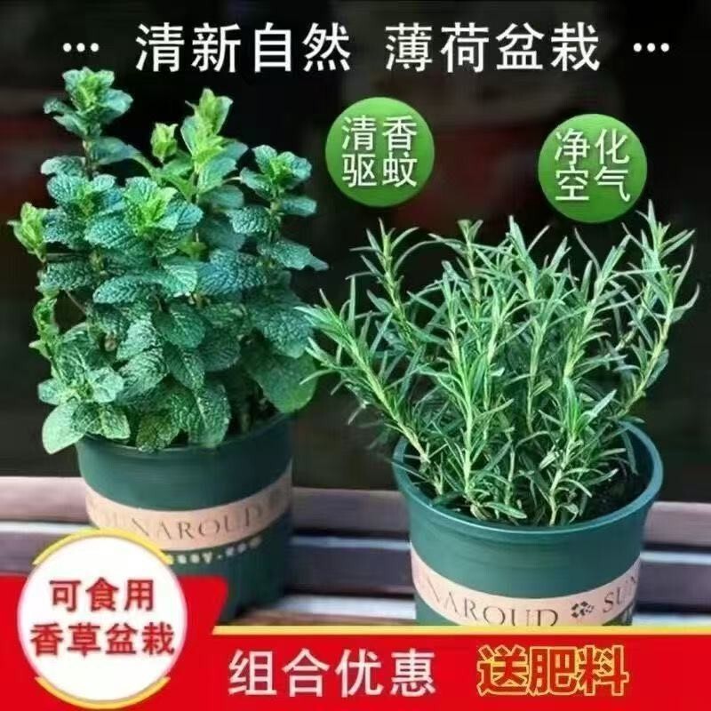 Mint and Rosemary Potted Edible Green Plants for Table Placement, Repelling Mosquitoes, Nourishing, Refreshing, Refreshing and Purifying Air Plants