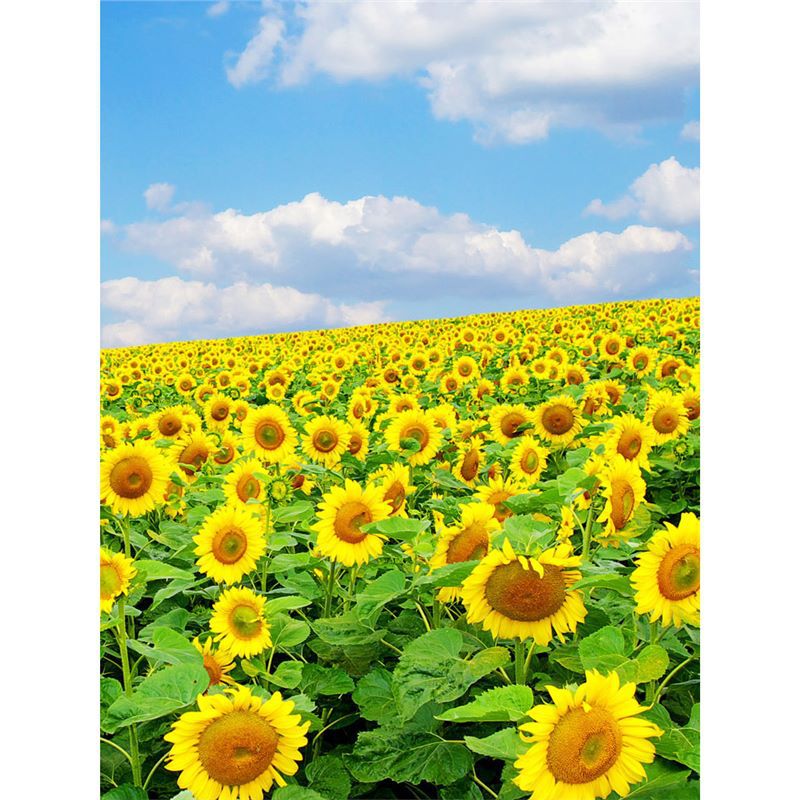 Semillas de girasol, semillas de flores de cuatro estaciones, jardín interior y exterior, balcón para ver semillas de flores ornamentales