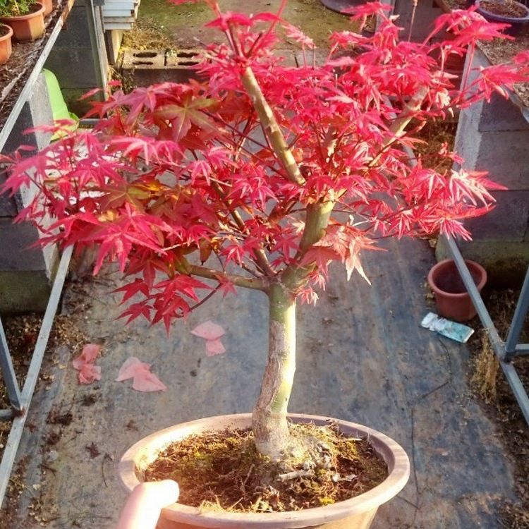 日本红枫盆景原生红舞姬盆栽老桩四季树苗红叶子室内阳台庭院植物