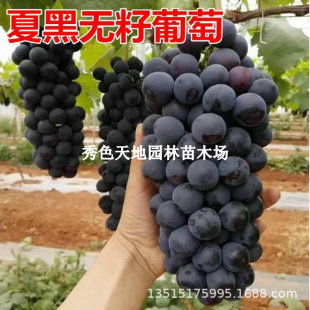 �ձ��������ј���޽��ĺ����������Ե����ϱ����Nֲ���m����Y��