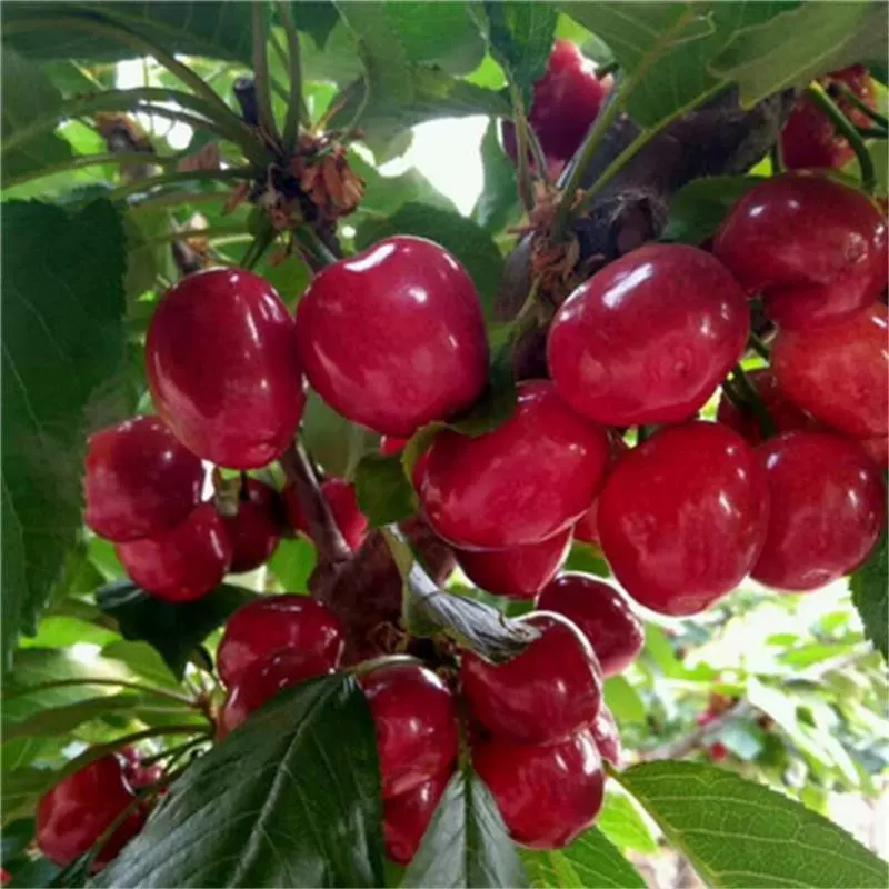 Саженцы вишневых деревьев Привитые саженцы Саженцы вишни Крупные Саженцы вишни Посадка фруктовых деревьев на юге и севере