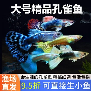 ��ȸ�~�Ꭷ���N�^�p�~С�͵�ˮ��ˮ���B�ͻƷ̥���PβС�~����