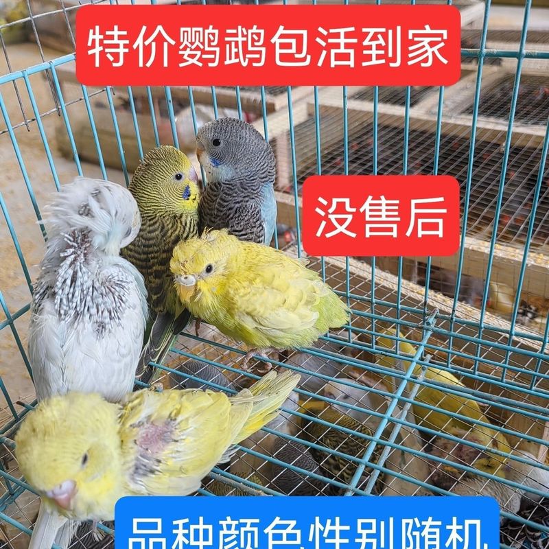 大头鹦鹉虎皮金彩可教说话可繁殖宠物鸟送运输笼鸟粮大礼包包邮厂|undefined