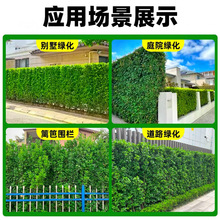 冬青绿化树苗绿篱笆树法国冬青丛生北海道黄杨树苗花木苗木基地