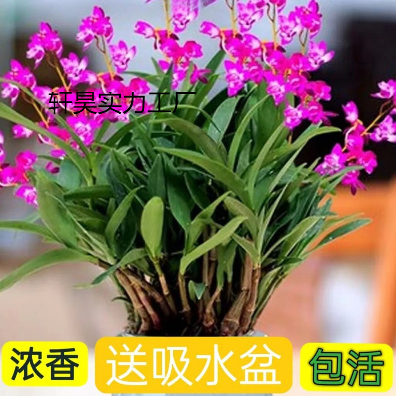 香水石斛兰四季开花水培好养绿植懒人香水铁皮石斛阳台客厅盆栽厂