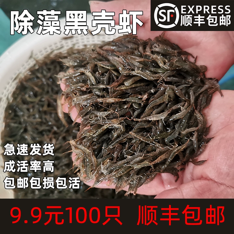 Черная ракушка, аквариум для креветок, ландшафтный дизайн, пресноводная живая черепаха, корм для домашних животных, трава, чистка резервуара, декоративные креветки, инструменты для удаления водорослей, креветки