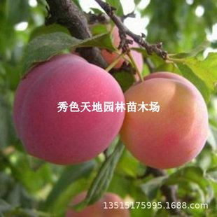 ����ܽ��������t�����Ә���޽Ӵ�Ƥ���Ә����ϱ����Nֲ����Y��