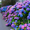 Endless summer hydrangea flower seedlings Outdoor courtyard multi -season blooming balcony plantation garden four seasons large seedlings hydrangea potted