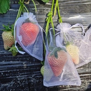 Fruit Insect-proof Fruit Bird-proof Protection Berry Bag Mesh Bag Breathable Tomato Blueberry Bagging Special Bag Insect-proof Mesh Bag