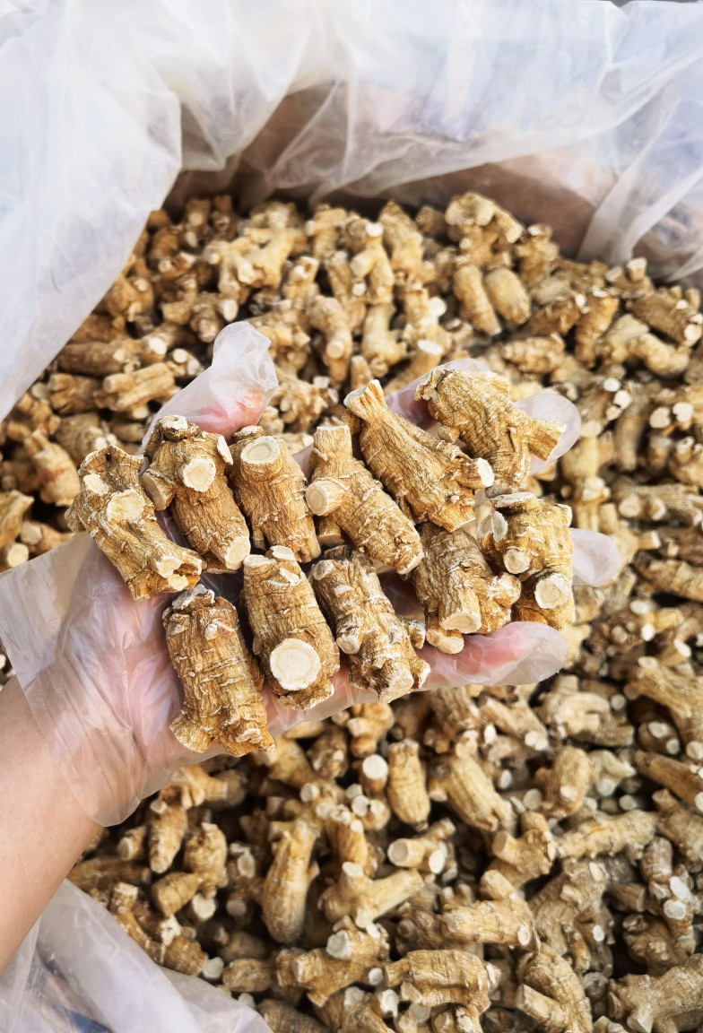 American Ginseng Root Xi Yang Shen Panax quinquefolius Whole Roots 500g Canadian Grown key features