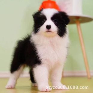 ߅����Ȯ���N���w����С���ڰ��pѪ�y��ɫ�Eʯ߅������Ȯ���ﹷ��