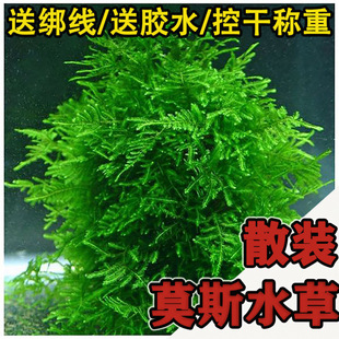 Aquatic Plants in Bulk, Moss Plants, Fish Tank Plants, Easy to Maintain for Beginners, Driftwood Root Fish Tank Landscaping, Low-Temperature Resistant Live Plants Manufacturer