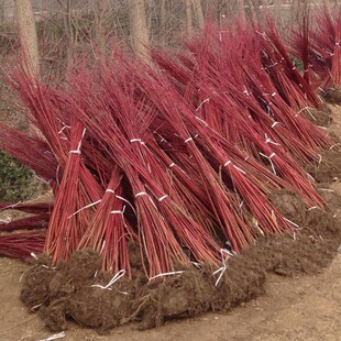 �t��ľС��  �t��ľ�����  �G����ľ ���@С�^���ٸ��x�G��