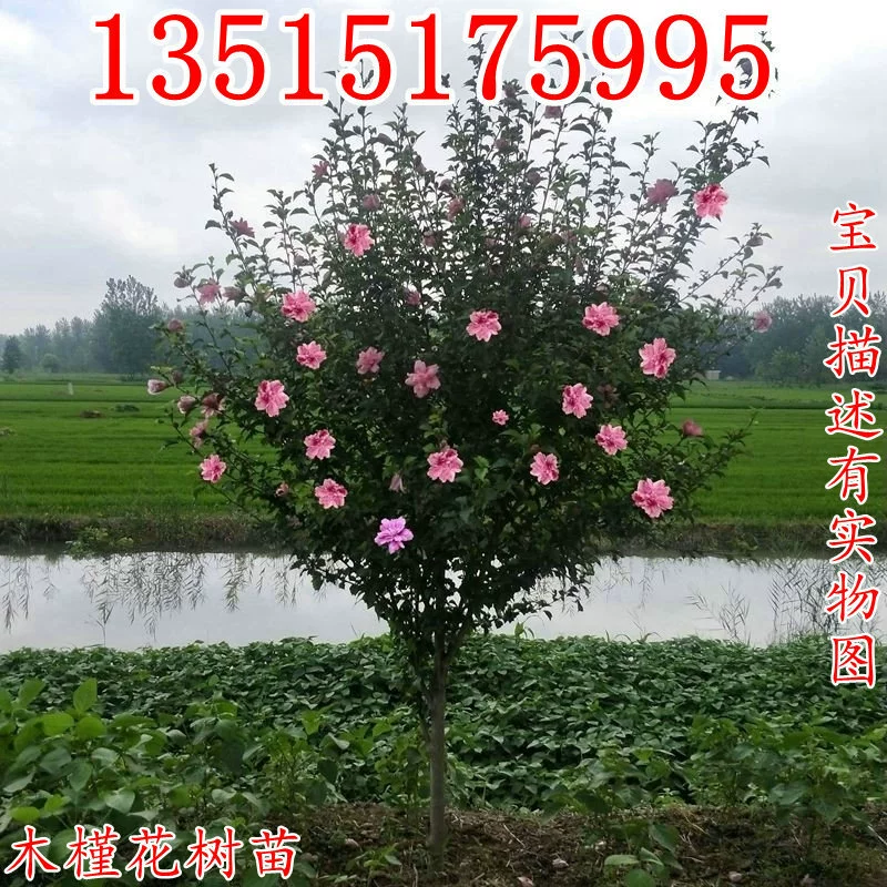 Саженцы гибискуса морозостойкие термостойкие горшечные озеленение сада двойной проект забор для рассады рассада хлопок рог цветок зеленое растение