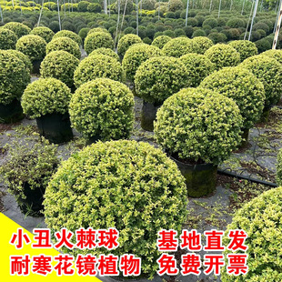 С�����������ͺ�׃ɫ�ߙn��Ʒ����򻨈@�OӋ���仨�Rֲ��