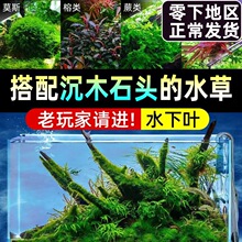 鱼缸造景全套前景沉木石头水榕椒草牛毛冒泡莫斯阴性水草植物真草