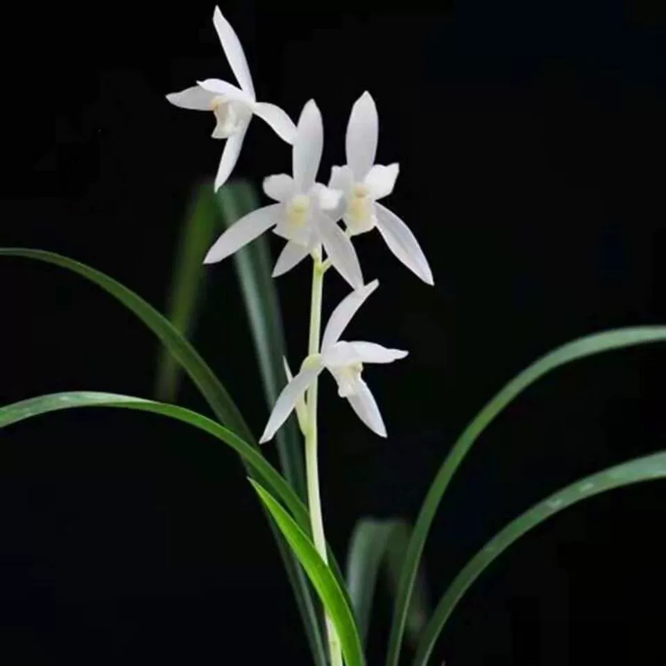 Белоснежка! Беспыльная орхидея, цветущая орхидея, ароматный простой цветок, офисный цветок в горшке