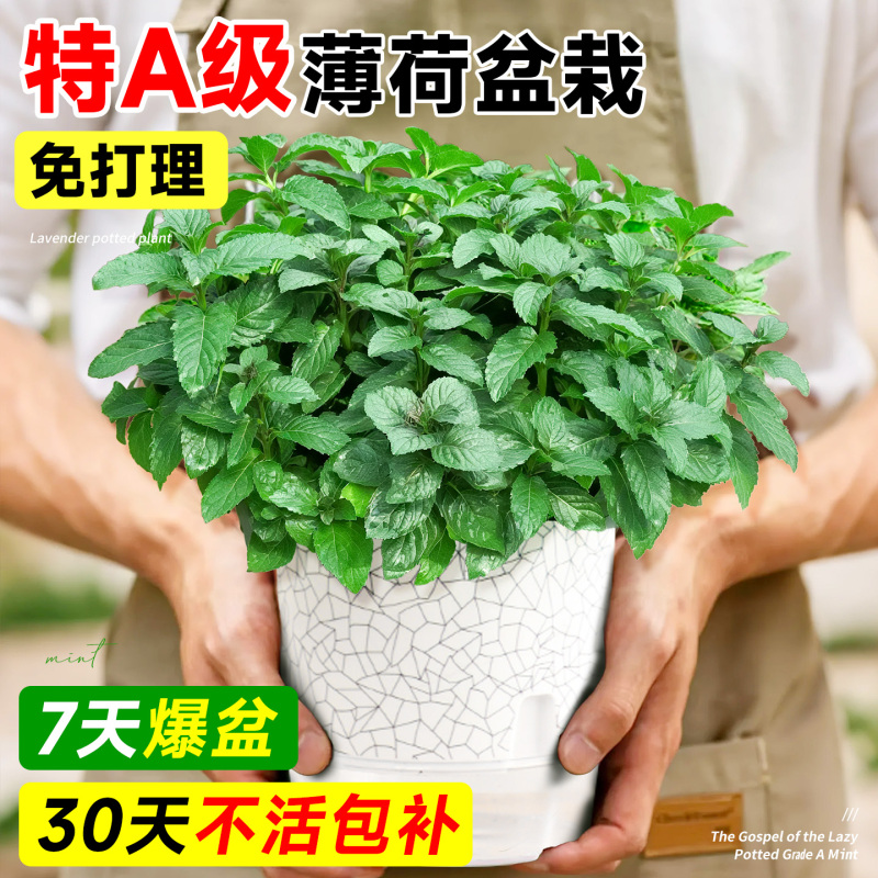 Edible Mint Potted Green Plants, Extra-Large Spearmint for Mosquito and Insect Repellent, Food-Grade Rosemary for Indoor Cultivation
