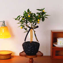 �����𶹺�ɫˮ�������Ժðl�͏d�k���ҾGֲ�^��ֲ������������