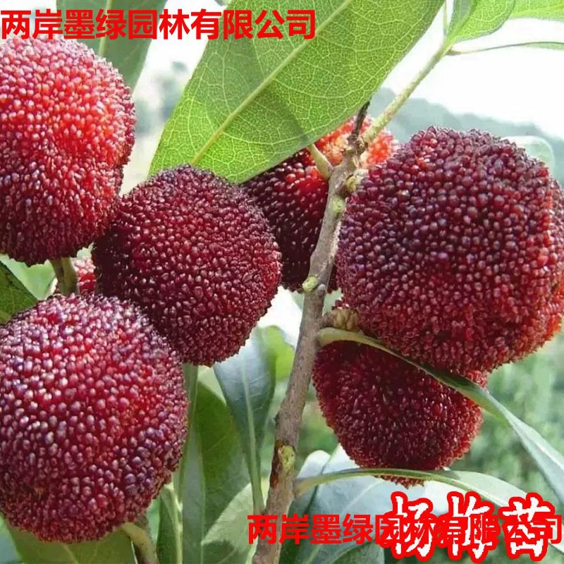 Аутентичная прививка саженцев байберри Dongkui