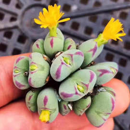 口笛群生8-15头肉锥 头 番杏生石花厂家直销量大从优