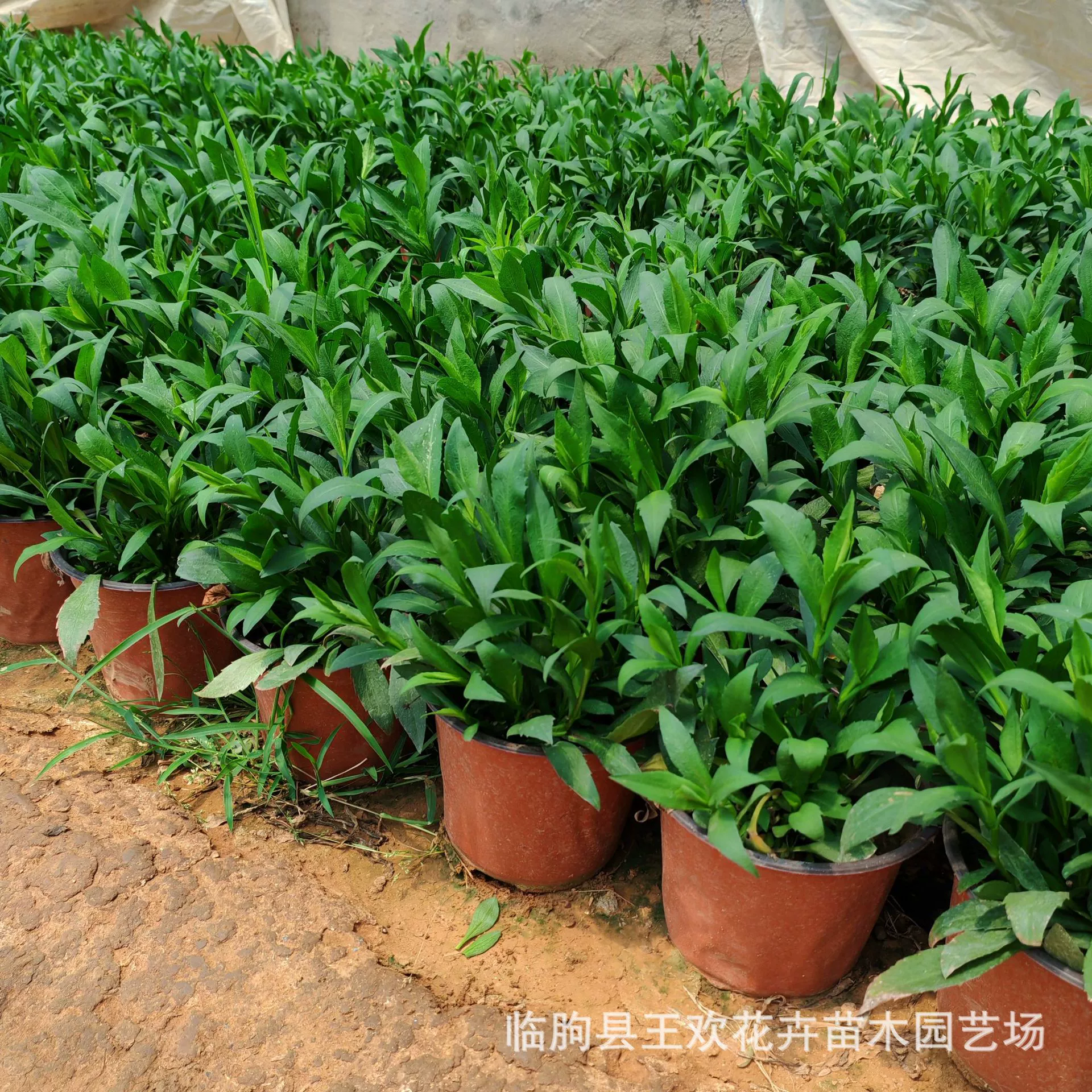 Датские декоративные цветы астры, цветочные бордюры, строительство цветочного моря, аренда цветов, цветочная база Цинчжоу в горшках с астрами