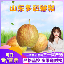 【严选】山东多彩魅梨代发4.5斤新鲜皮薄多汁媚梨7号香梨非皇冠梨