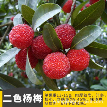 三色杨梅东魁杨梅树树苗杨梅苗南北方种植地栽果树苗当年结果特大