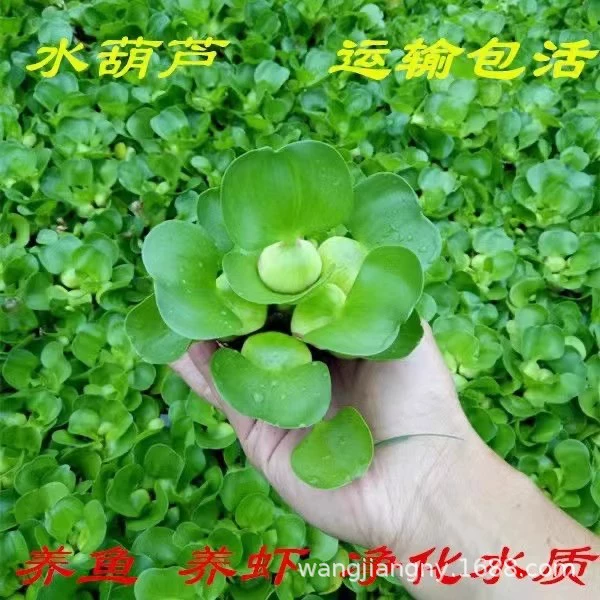 Водный гиацинт, водная трава, водоросли, аквариум, черепаха, креветки, цветок, пруд для рыбы, очистка водных растений, рассада, лотос, водный гибискус