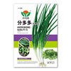 A large number of manufacturers wholesale divided onion seeds Four seasons small fragrant shallots balcony potted vegetable garden green onion and vegetable seeds