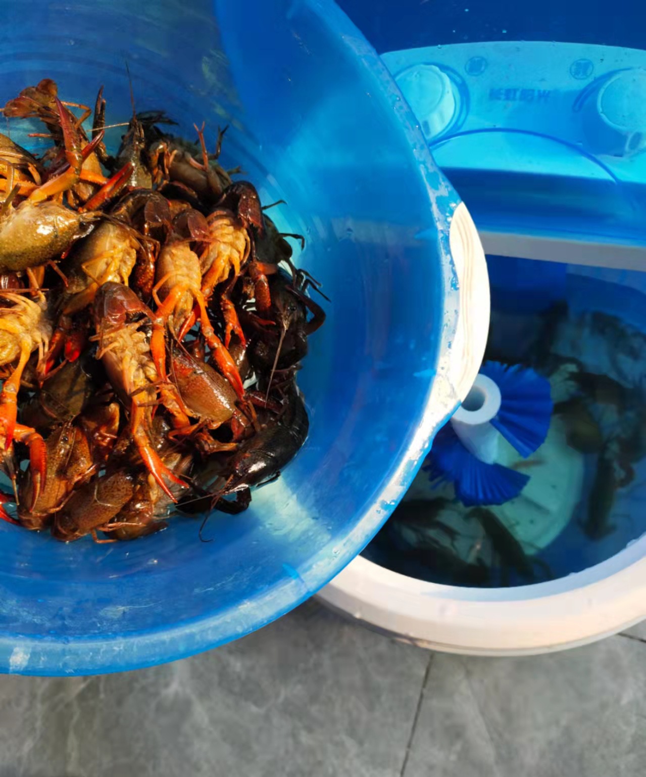 드래곤 세탁기 세탁 가능 0.5-2.5kg