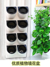 ���w��ֱ�G��ֲ��ڒ컨�����ϾGֲ�����b�ھG���Ғ�Nֲ��