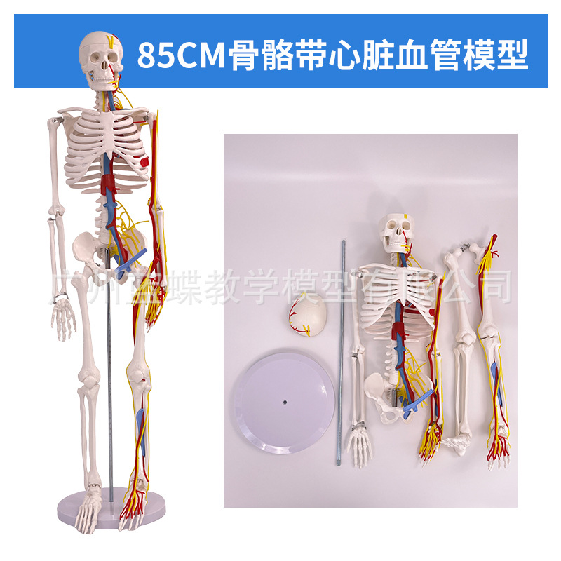 85CM���弡������ṹ�ʹ�ȫ���Ǽ�ģ�Ϳɲ�ж��׵�٤С������