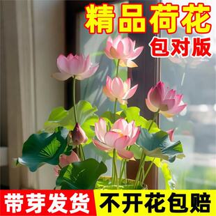 �ɻ�����ˮ�Bź�Nź��ɏ������ɏź���~����ˮ��ֲ�ﻨ���^�p˯ɏ