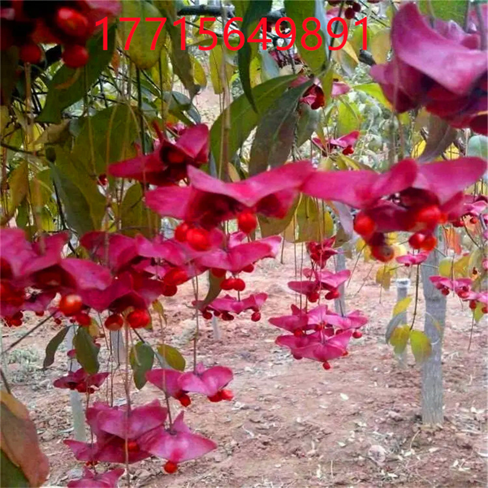 O1CN01o75YqG24cI2e4NFCr_!!3110