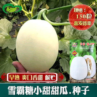 ѩ����С���Ƥ��ϷN�� �r��˵���@�Nֲ����������������