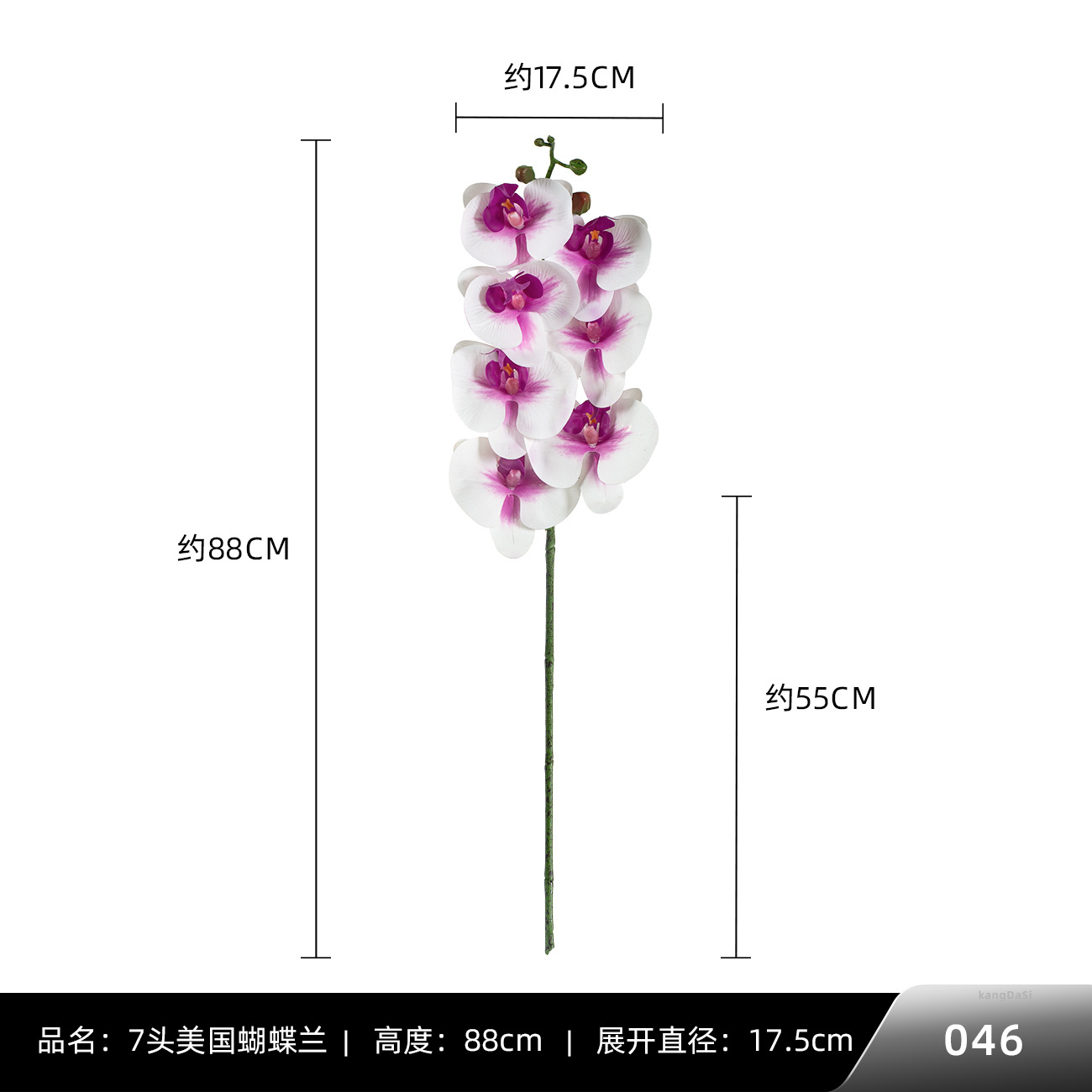 046 #7 미국 호접란