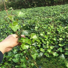 种子;其他园林植物;灌木