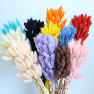 彩色兔尾草幹花家居客廳裝飾DIY插花花材ins文藝清新擺件真花批發