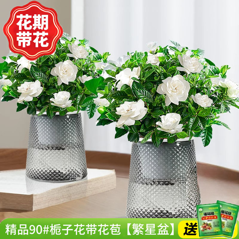 [2개 세면대 특별 제공] 부티크 90#치자나무 개화기 꽃(별화분)에 영양액을 공급