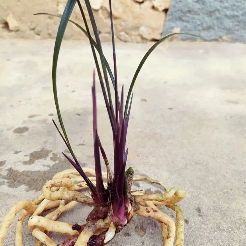 Мелколистная холодная орхидея фиолетово-красного цвета, яркое интернет-знаменитое зелёное растение, маленький горшок для балкона или гостей.