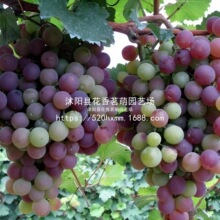 GK���ѷN���ļ����̨���Ծ޷�õ�������ӟo������ˮ���N�ј���