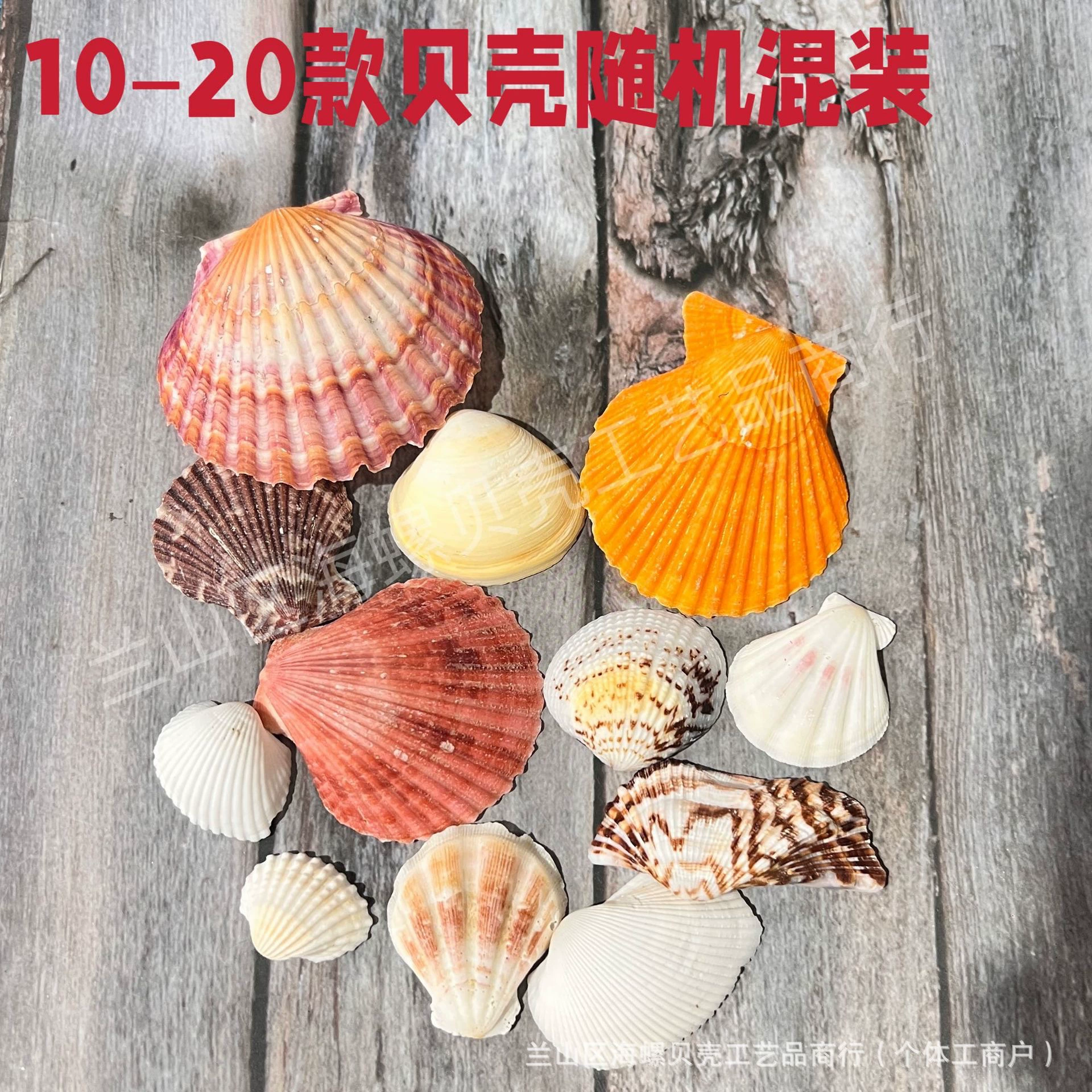 Shell Natural Shell Conch Stars Drifting Bottle Shell Crafts Wholesale Diy Handmade Shell Materials