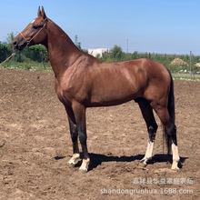 蒙古马怎么卖 骑乘蒙古马伊犁马国产改良马景区观赏马蒙古马 种马
