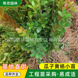 常年供应瓜子黄杨小苗 高10cm湿地绿化灌木 规格齐全小叶黄杨苗
