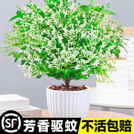 夜来香花树苗盆栽九里香花卉室内阳台驱蚊绿植物鲜花四季开花好养