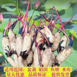 荷花种根苗大型观赏荷花苗盆栽水培池塘藕种碗莲睡莲花卉水生植物