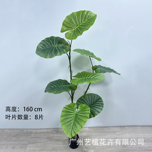 �����ˮ�^�� ����ϲ���������҃��b��쾰 ����Gֲ���Թ��S���l