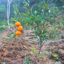 ɳ�ǽۘ�����������Ϸ������Nֲ���Ә���̽۹������޽�ɰ����